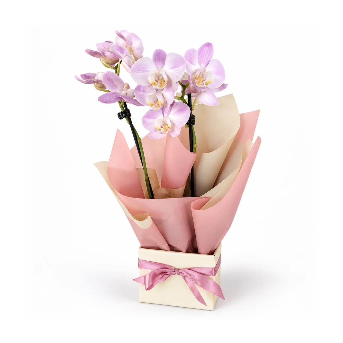 Mini orquídeas na caixinha com laço rosa