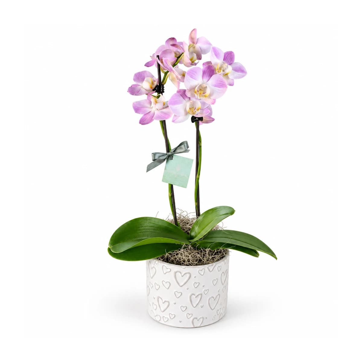 Mini orquídeas no vaso de corações